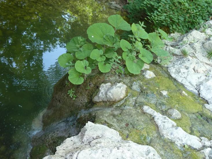 Орлине з panoramio.com - Orlyne