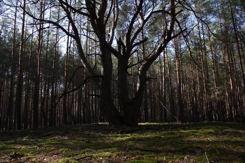 Хоцьки з panoramio.com - Хоцьки