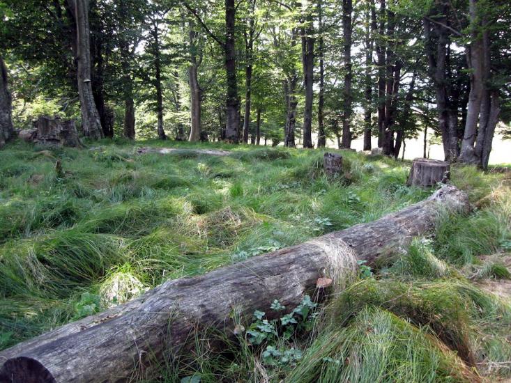Вучкове з panoramio.com - Вучково