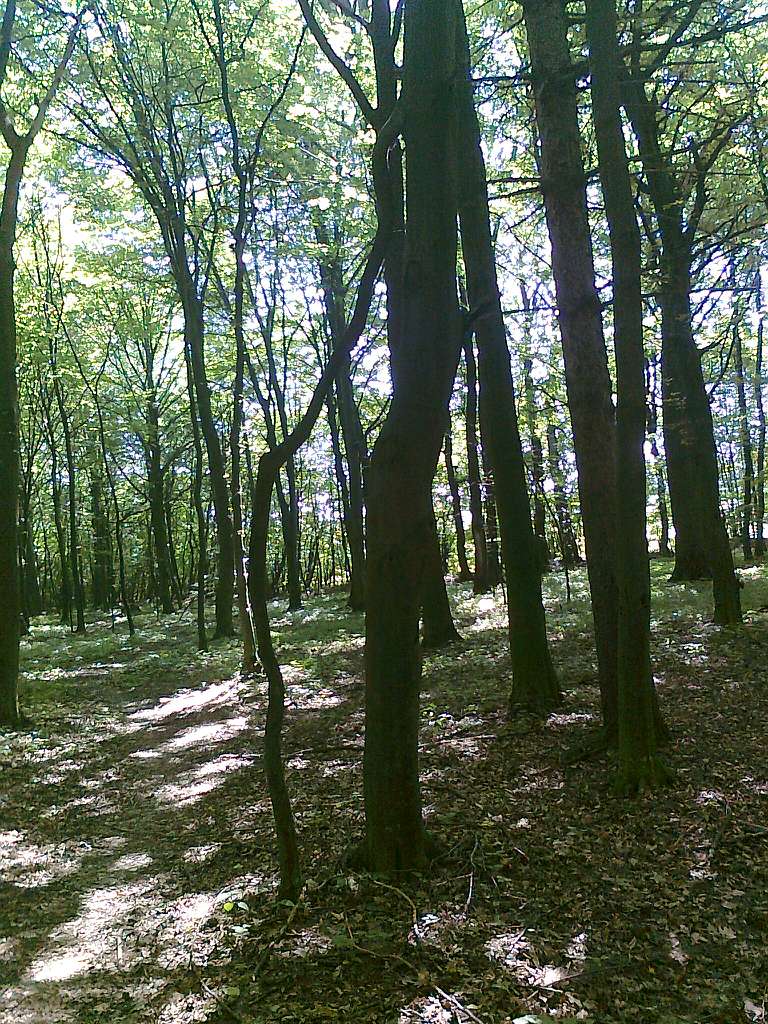 Паївка з panoramio.com - Паевка