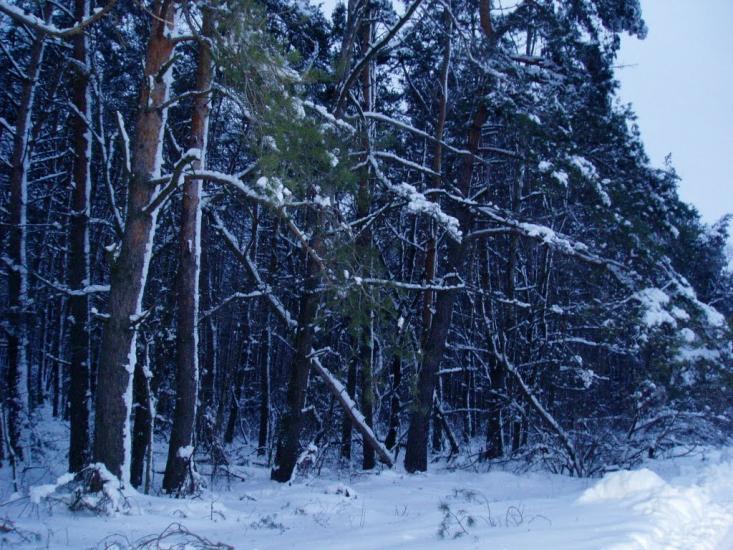 Проців з panoramio.com - Проців