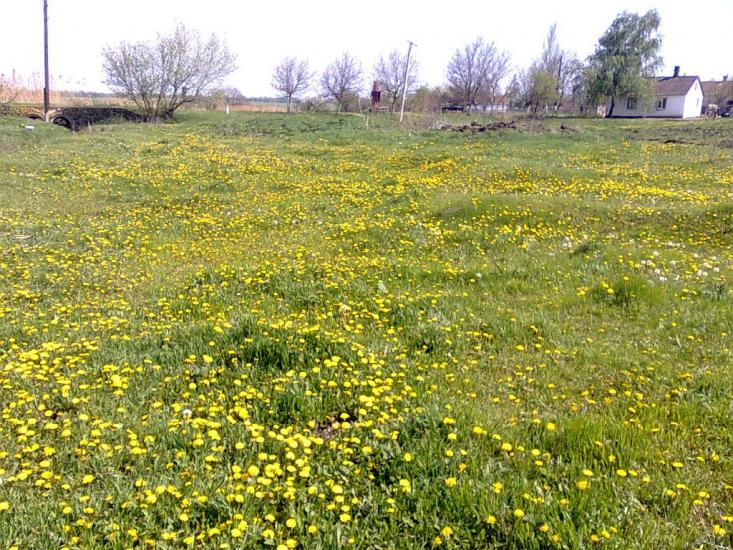 Приовражне з panoramio.com - Приовражне