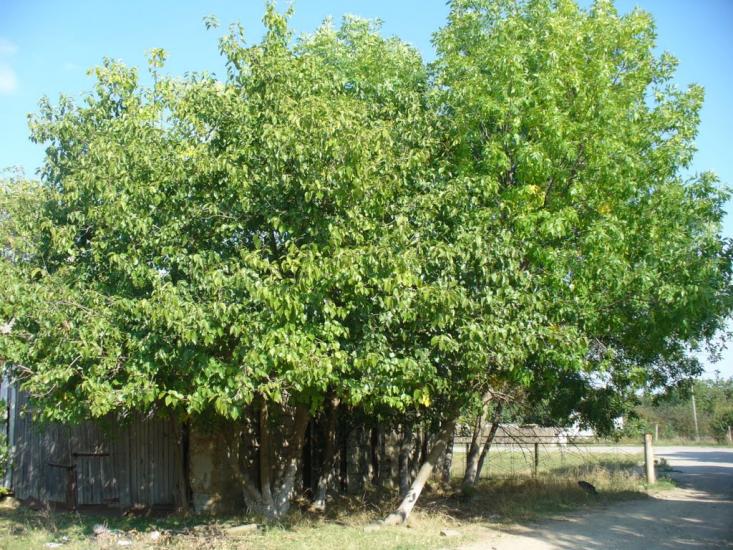 Кримське з panoramio.com - Крымское