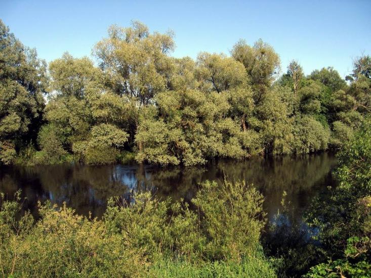 Гуща з panoramio.com - Гуща