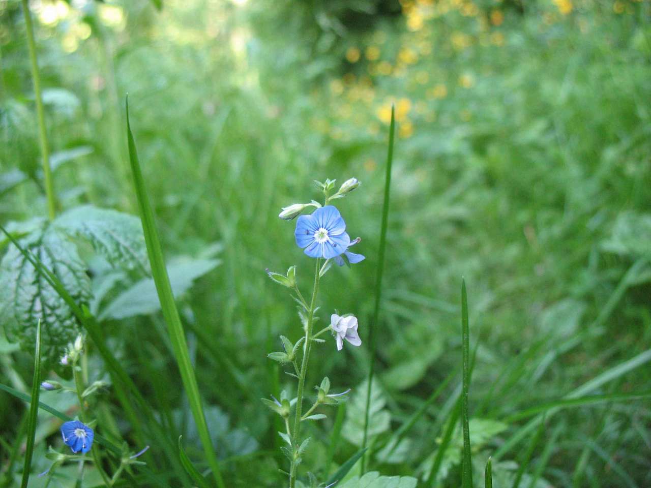 Весна на рідній землі - Кривчики