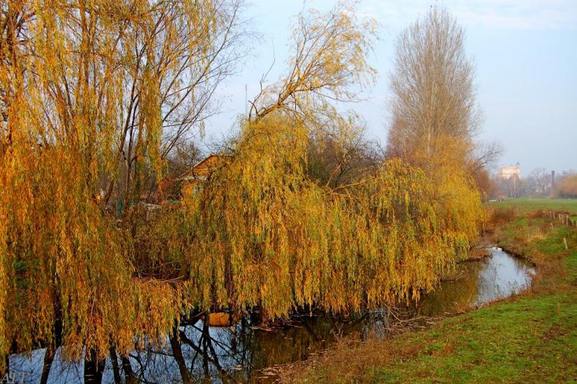 Великі Межирічі з panoramio.com - Великі Межирічі