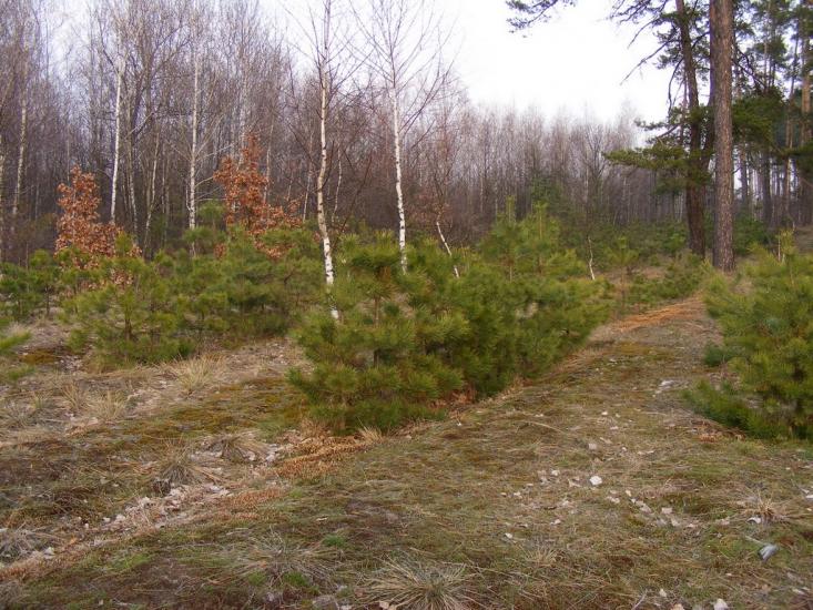 Кузьки з panoramio.com - Кузьки