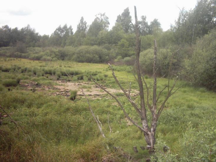 Римачі з panoramio.com - Рымачи