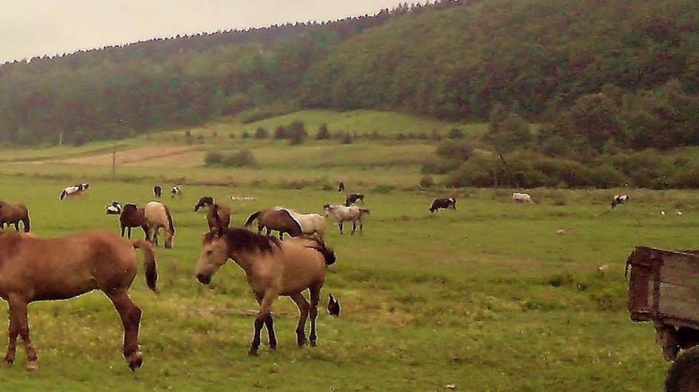 Рогачин з panoramio.com - Рогачин