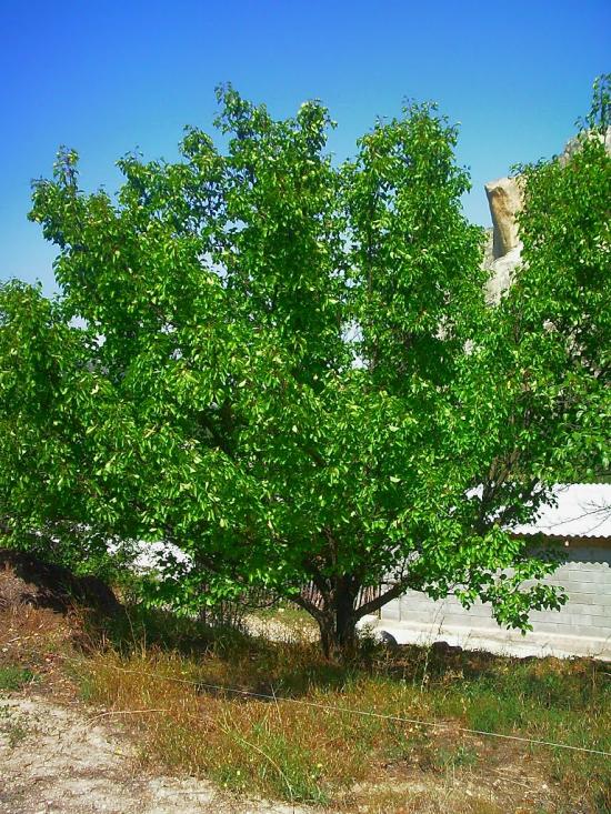 Баштанівка з panoramio.com - Баштанівка