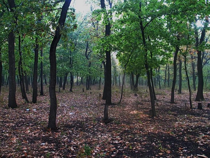 Рубці з panoramio.com - Рубцы