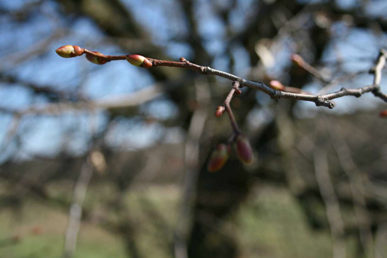 Весна на рідній землі - Кривчики