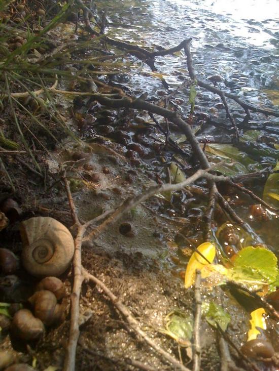 Салинці з panoramio.com - Салинці