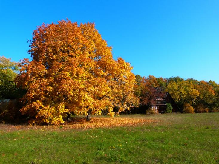 Ольгинка з panoramio.com - Olgynka