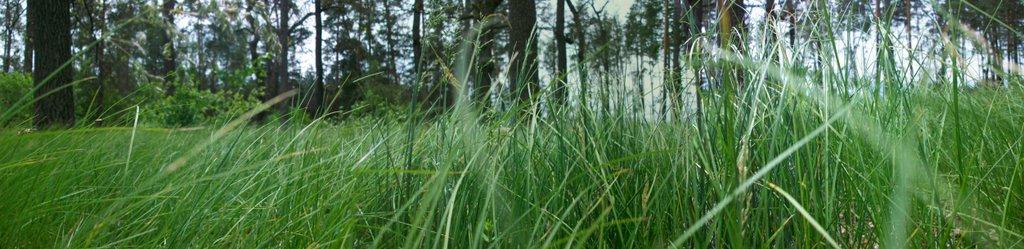 Щербатівка з panoramio.com - Щербатівка