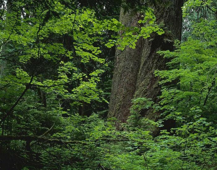 Добротвір з panoramio.com - Добротвор