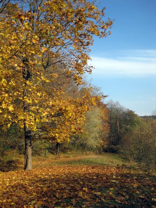 Дубровиця з panoramio.com - Дубровиця