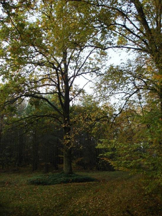 Хрипськ з panoramio.com - Хрипск
