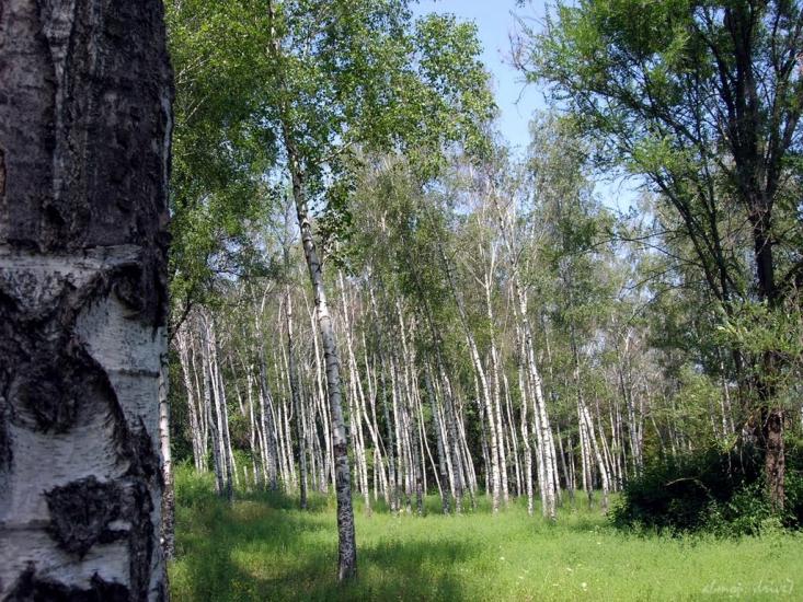 Червоні Поди з panoramio.com - Червоные Поды