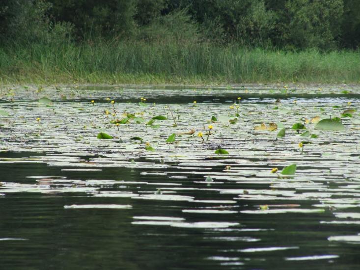 Мельники з panoramio.com - Мельники