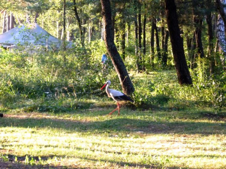 Стригани з panoramio.com - Стриганы