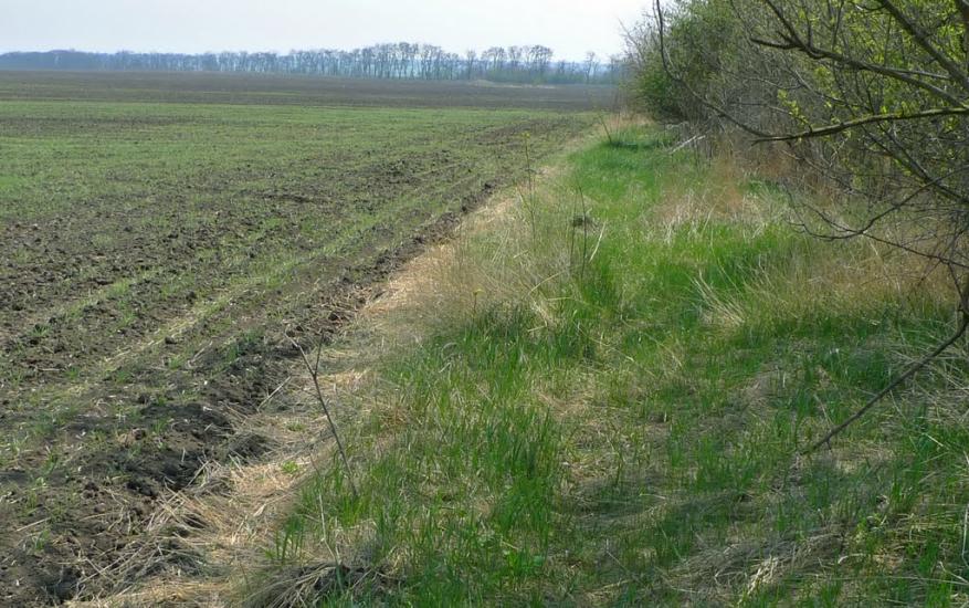 Дмитрівка з panoramio.com - Дмитровка