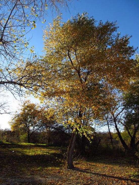 Зелений Гай з panoramio.com - Зеленый Гай