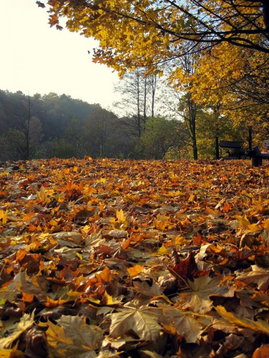 Дубровиця з panoramio.com - Дубровиця