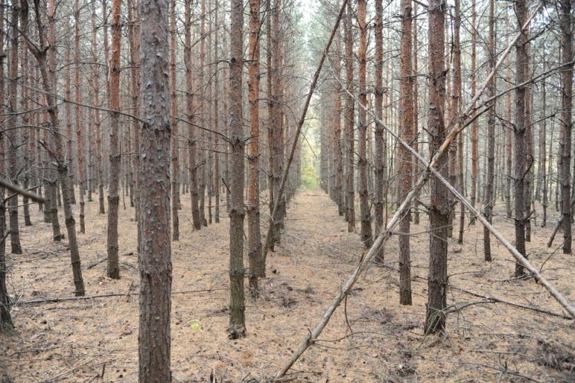 Заріччя з panoramio.com - Заречье
