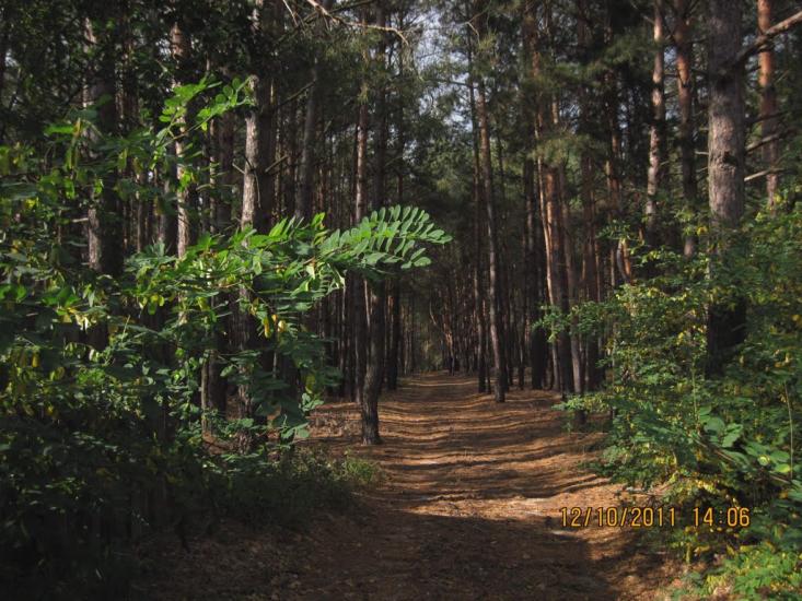 Проців з panoramio.com - Процев