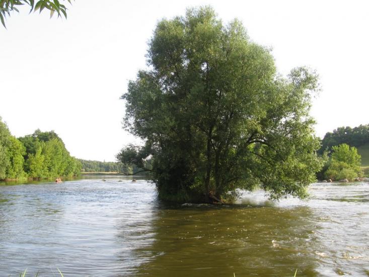 Шершні з panoramio.com - Шершні