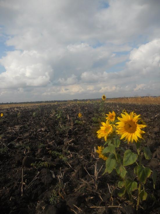 Першотравенка з panoramio.com - Первотравенка