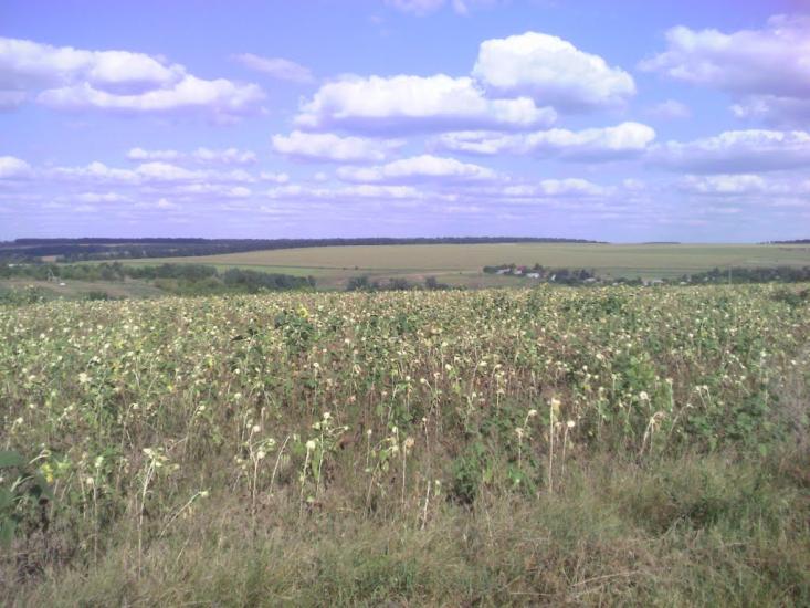 Сушківка з panoramio.com - Сушківка