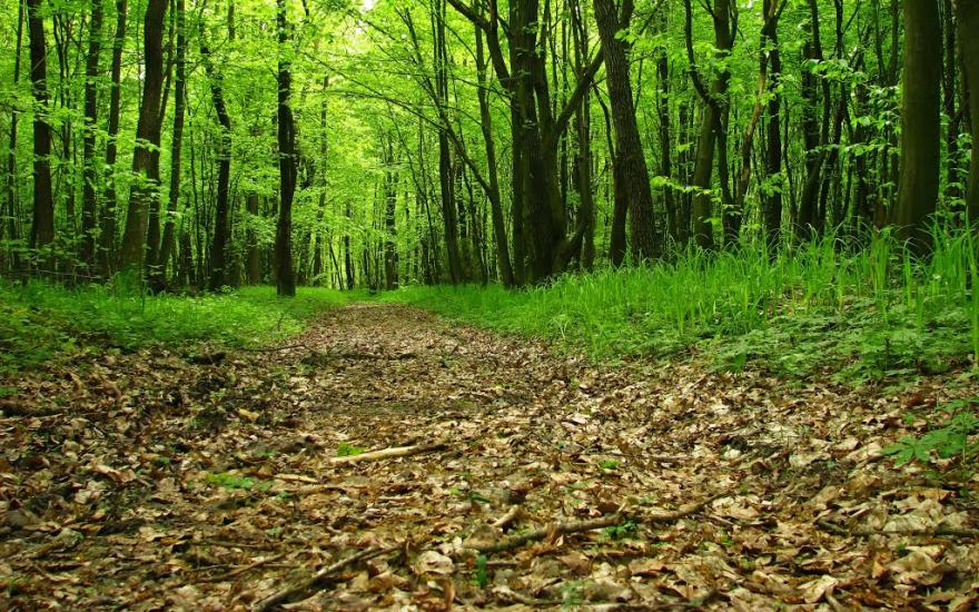 Підмихайля з panoramio.com - Подмихайло