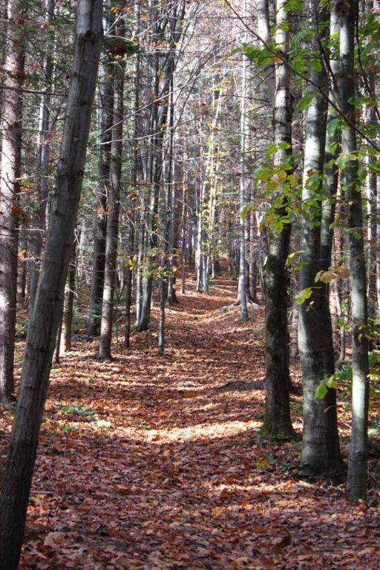 Берегомет з panoramio.com - Берегомет