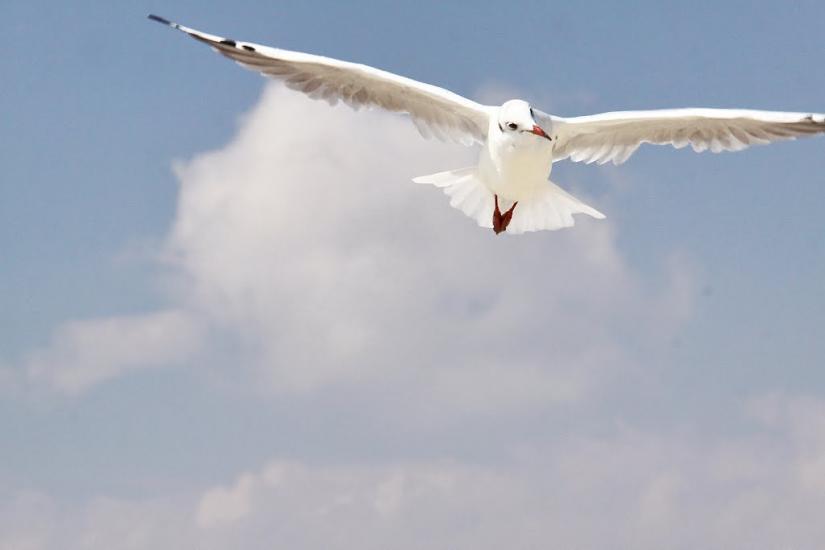 Лиман з panoramio.com - Лиман