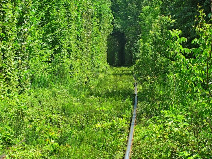 Клевань з panoramio.com - Klevan