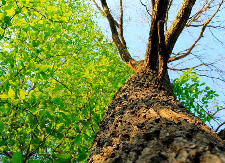 Вільшаниця з panoramio.com - Вільшаниця