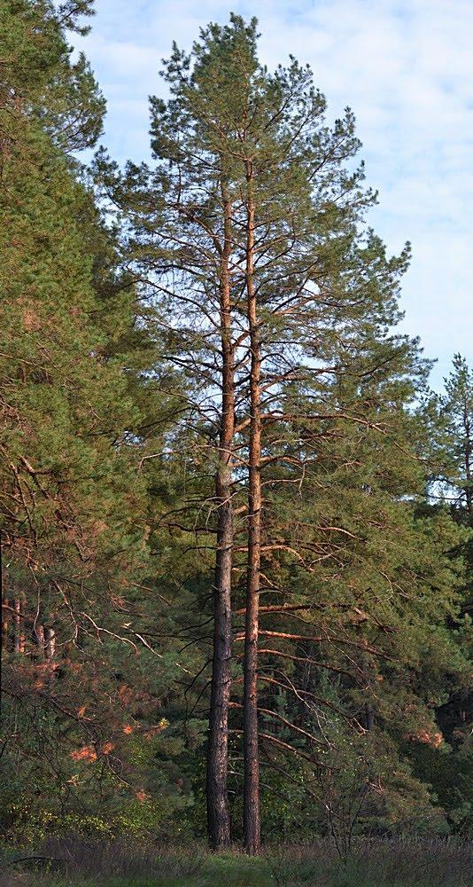 Норцівка з panoramio.com - Норцівка