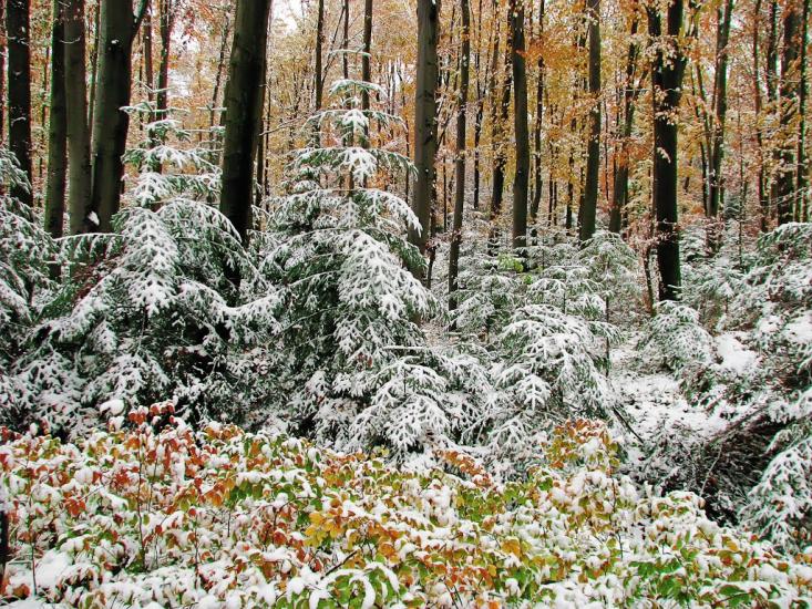 Яворівка з panoramio.com - Javorivka