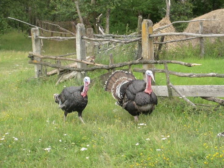 Остап'є з panoramio.com - Остапье