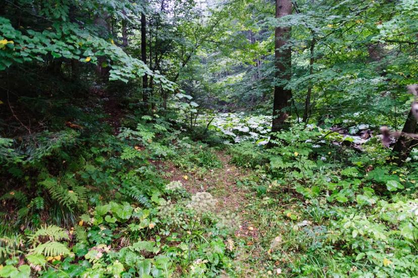 Буківцьово з panoramio.com - Буковцево