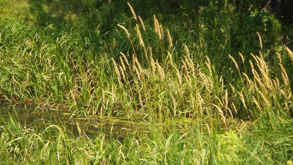 Машеве з panoramio.com - Машево