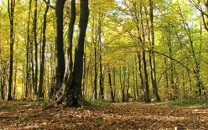 Підмихайля з panoramio.com - Подмихайло