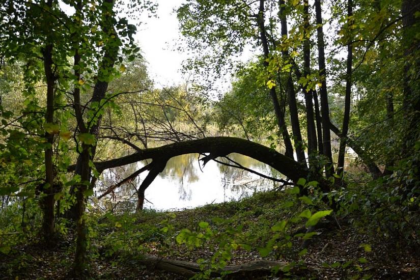 Норцівка з panoramio.com - Норцівка