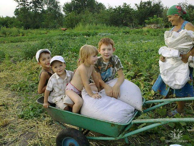 Ромашки з panoramio.com - Ромашки