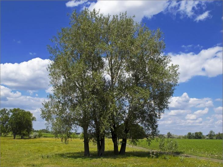 Златоустівка з panoramio.com - Златоустівка