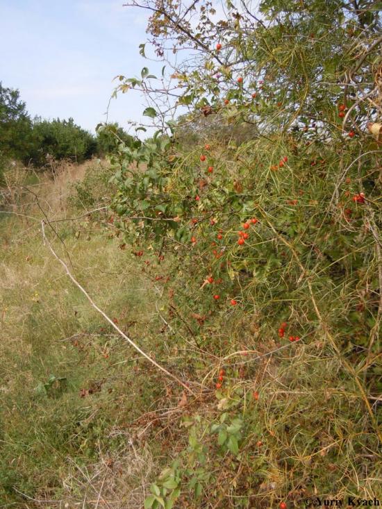 Златоустове з panoramio.com - Златоустове