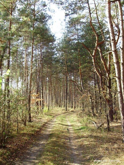 Ліски з panoramio.com - Лески