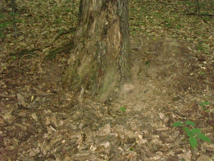 Любомирівка з panoramio.com - Любомировка